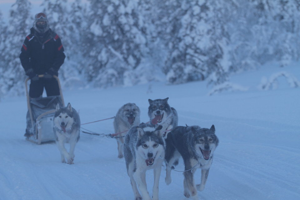 Sled Of The Year 2013