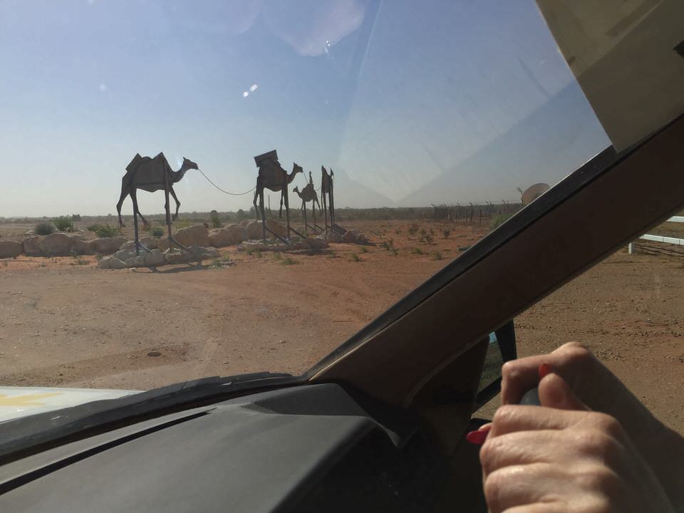 Australian wildlife spotting with Team Weekend Australian