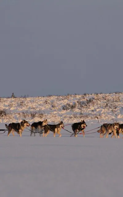 Warts and all account of the sleigh ride from hell